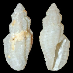 Eucithara