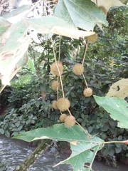 Platanus mexicana