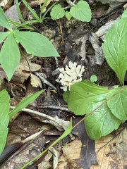 Sebacina sparassoidea