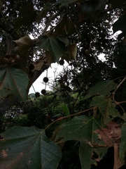 Platanus mexicana