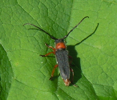Phytoecia affinis