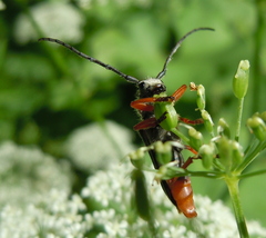 Phytoecia affinis