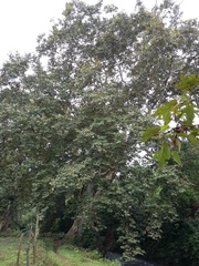 Platanus mexicana