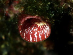 Thylacodes arenarius