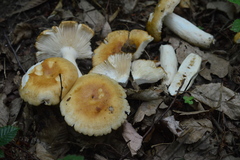 Russula subfoetens