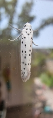Yponomeuta malinellus