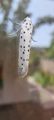 Yponomeuta malinellus