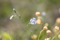 Linum pratense