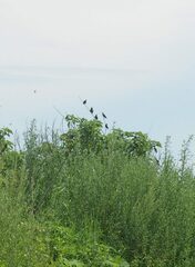 Acridotheres javanicus