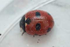 Coccinella magnifica