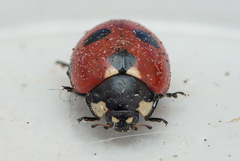 Coccinella magnifica