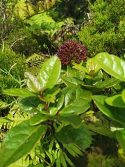 Viburnum treleasei