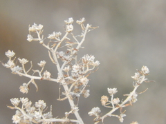 Baccharis artemisioides