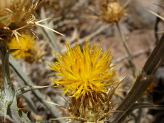 Centaurea onopordifolia
