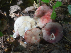 Russula amoenicolor