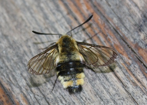 Hemaris tityus