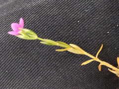 Centaurium littorale