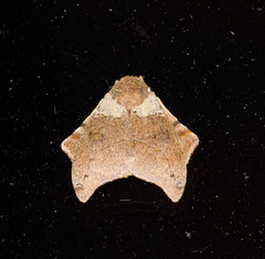 Automerella flexuosa