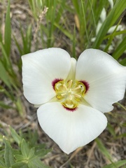 Calochortus nuttallii
