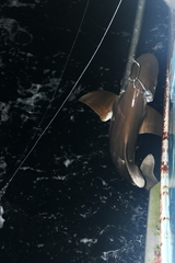 Carcharhinus longimanus