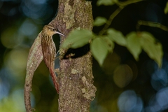 Xiphorhynchus fuscus