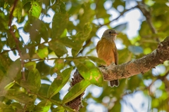 Mionectes rufiventris