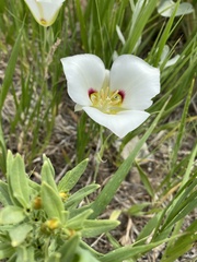Calochortus nuttallii
