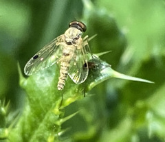 Chrysopilus modestus