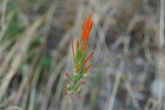 Castilleja minor