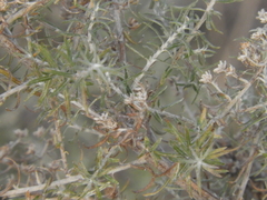 Baccharis artemisioides