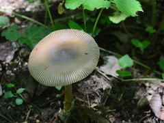 Amanita fulvoides