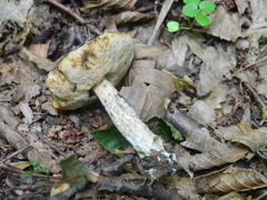 Leccinellum griseum