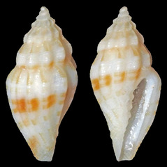 Eucithara