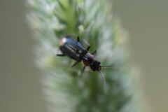 Axinotarsus pulicarius