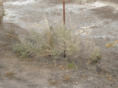 Baccharis artemisioides