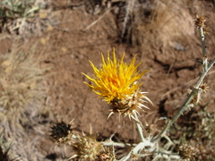 Centaurea onopordifolia