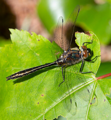 Cordulia shurtleffii