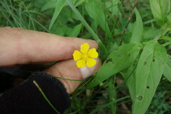 Potentilla thuringiaca
