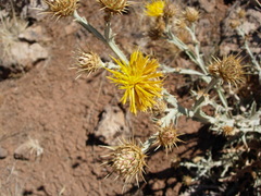 Centaurea onopordifolia