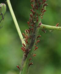 Uroleucon formosanum