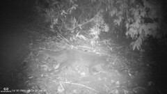 Leopardus guigna guigna