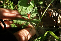 Potentilla thuringiaca