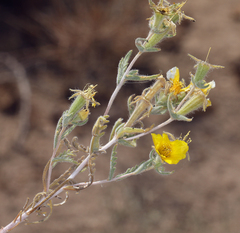 Mentzelia nitens
