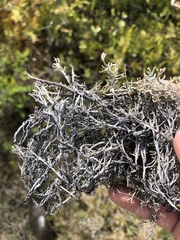 Cladonia stygia