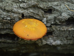 Pluteus variabilicolor