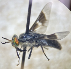 Chrysops mitis