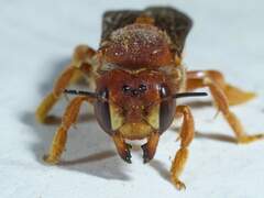 Trachusa cordaticeps