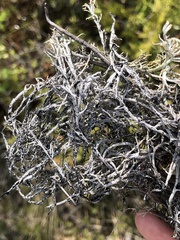 Cladonia stygia