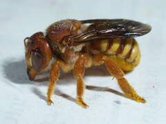 Trachusa cordaticeps