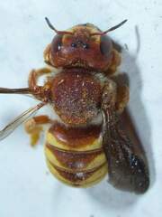 Trachusa cordaticeps